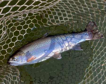 足で稼げ！ 大安トラウトレイク